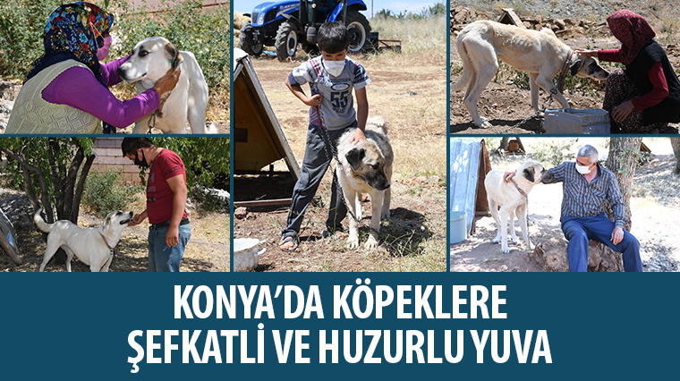 Konya’da Köpeklere Şefkatli ve Huzurlu Yuva