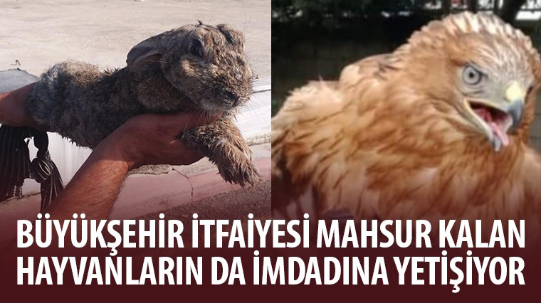 Büyükşehir İtfaiyesi Mahsur Kalan Hayvanların da İmdadına Yetişiyor