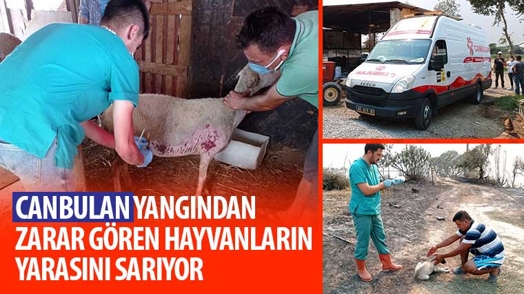 “Canbulan” Yangından Zarar Gören Hayvanların Yarasını Sarıyor 