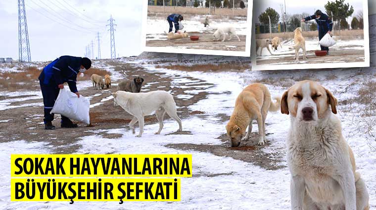 Sokak Hayvanlarına Büyükşehir Şefkati