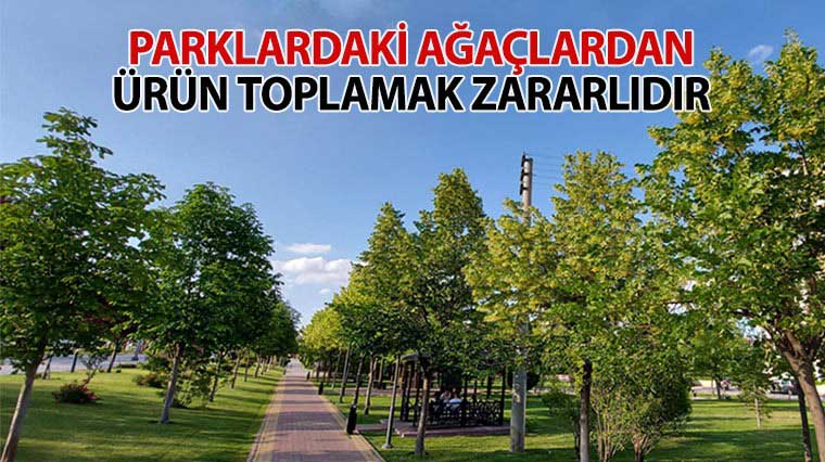 Parklardaki Ağaçlardan Ürün Toplamak Zararlıdır