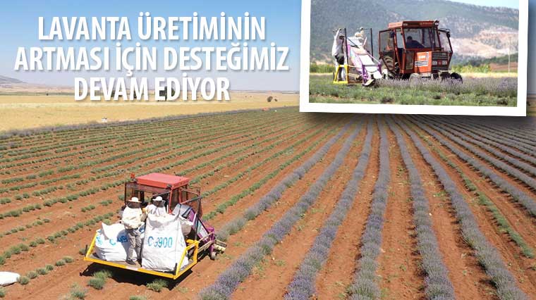 Başkan Altay: “Lavanta Üretiminin Artması İçin Desteğimiz Devam Ediyor”